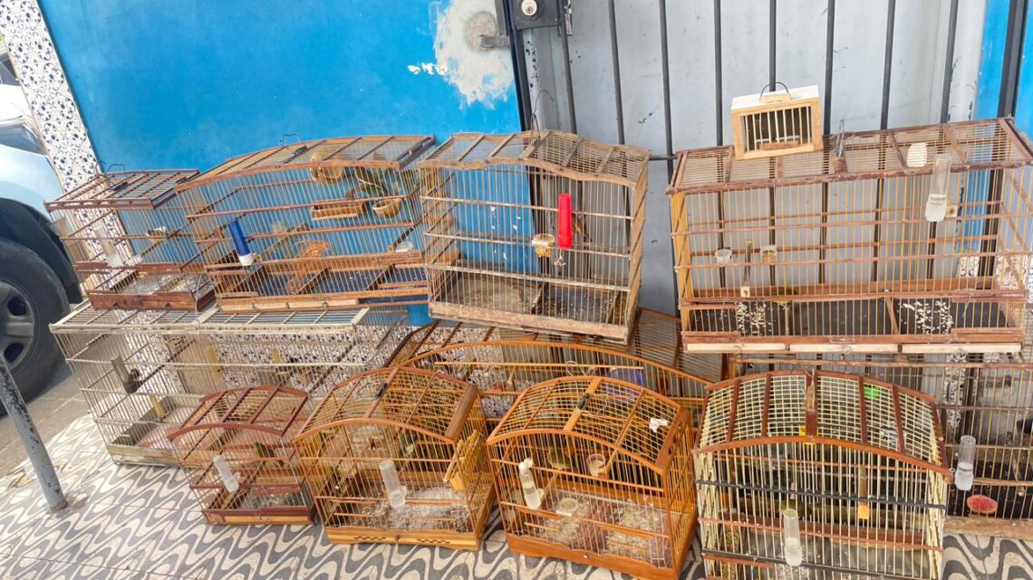 PM apreende 63 aves silvestres e detém 17 pessoas PM apreende 63 aves silvestres e detém 17 pessoas