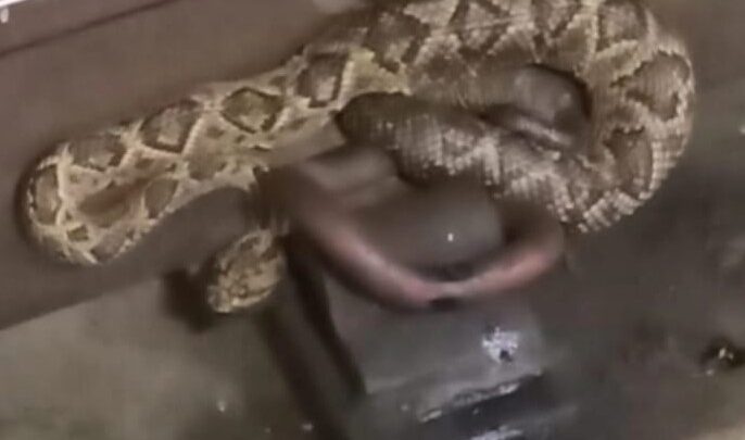 Porco-espinho e duas cobras cascavéis são resgatados