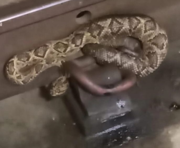 Porco-espinho e duas cobras cascavéis são resgatados
