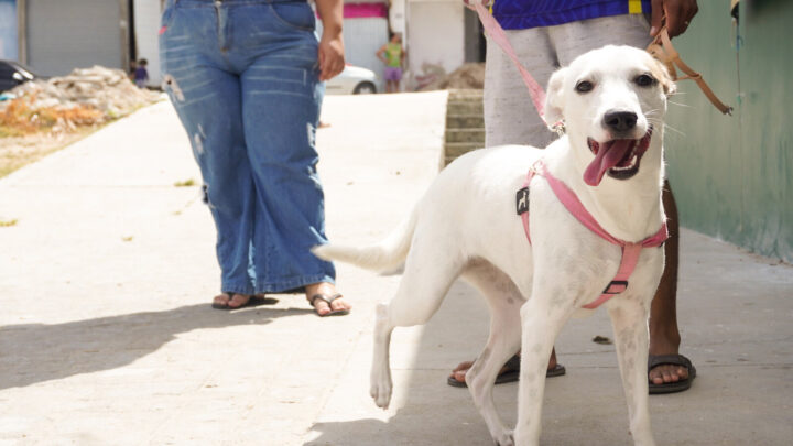 2º dia da Campanha de Vacinação Antirrábica será neste sábado (23) em Caruaru