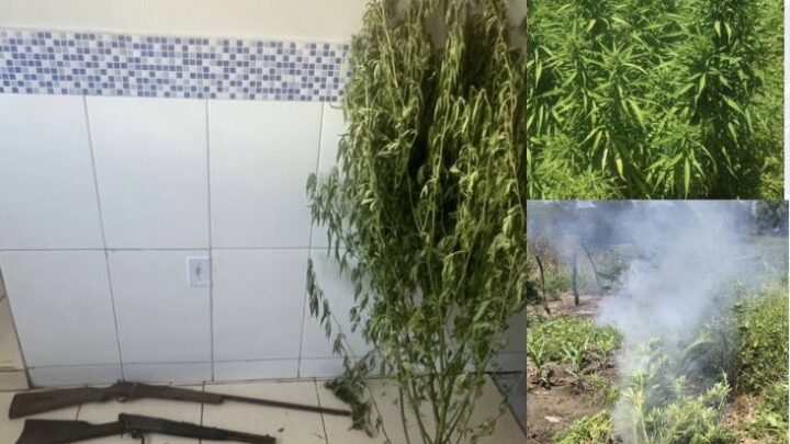 Trio preso por posse ilegal de arma de arma de fogo, tráfico de drogas e plantação de maconha