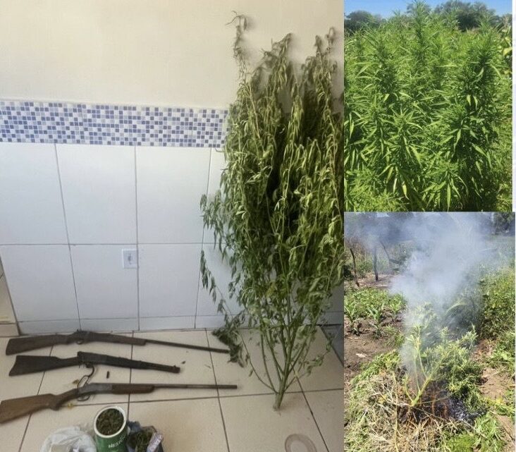 Trio preso por posse ilegal de arma de arma de fogo, tráfico de drogas e plantação de maconha Trio preso por posse ilegal de arma de arma de fogo, tráfico de drogas e plantação de maconha