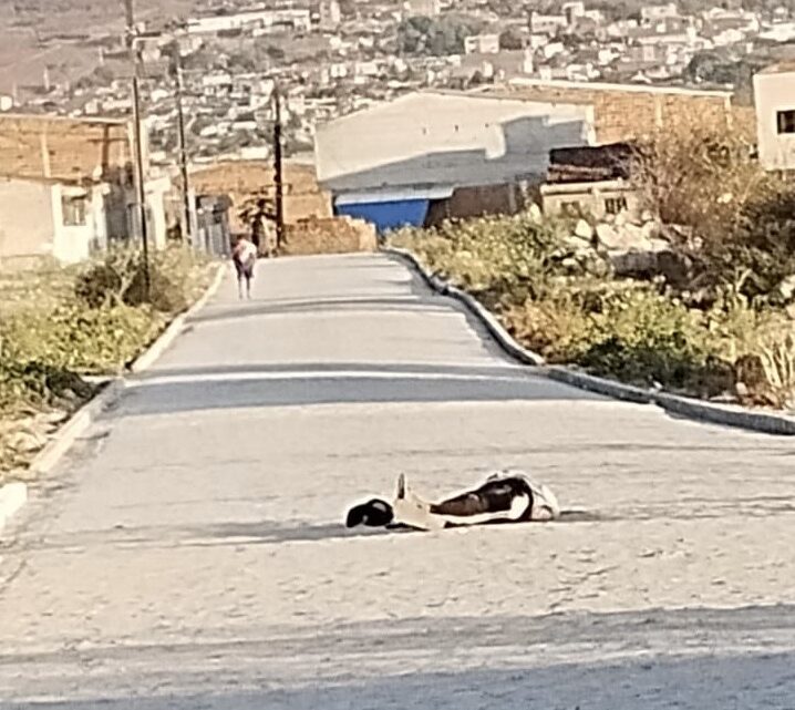 Homem é assassinado com 06 tiros na cabeça, em São Caitano