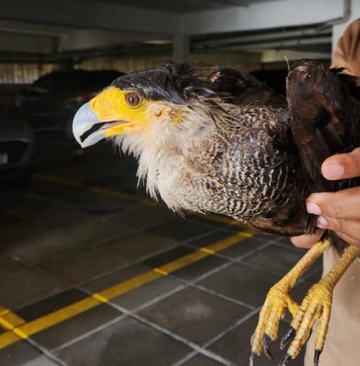 Carcará com asa machucada é resgatado pela CIPOMA Carcará com asa machucada é resgatado pela CIPOMA