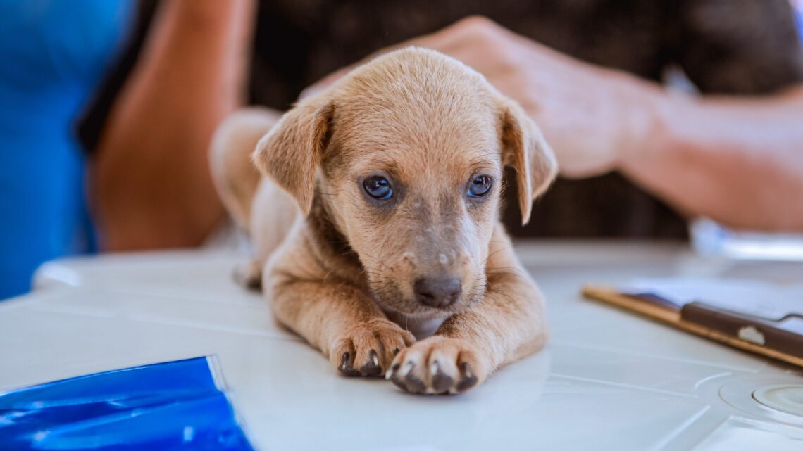 Projeto ‘Meu Amigão’ desembarca na Estação Ferroviária com mais uma feira de adoção de animais Projeto ‘Meu Amigão’ desembarca na Estação Ferroviária com mais uma feira de adoção de animais