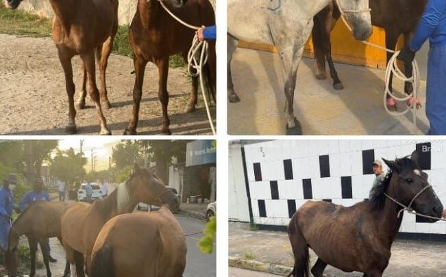 Operação retira cavalos criados soltos pelas ruas