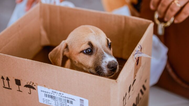 Adoção de cães e gatos no projeto ‘Meu Amigão’ , em Caruaru, nestas quarta (18) e quinta (19)