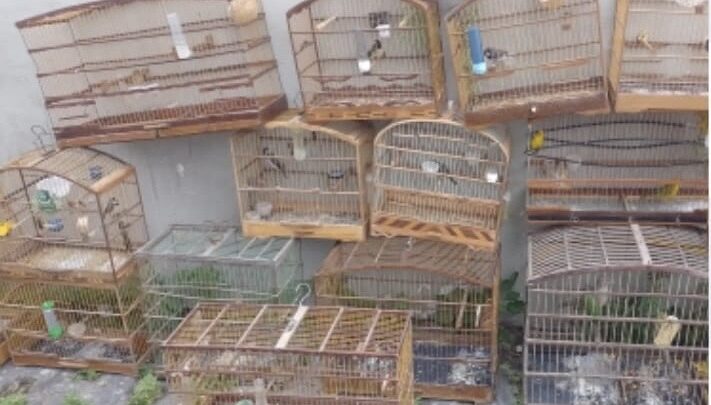 PM apreende aves silvestres em feira