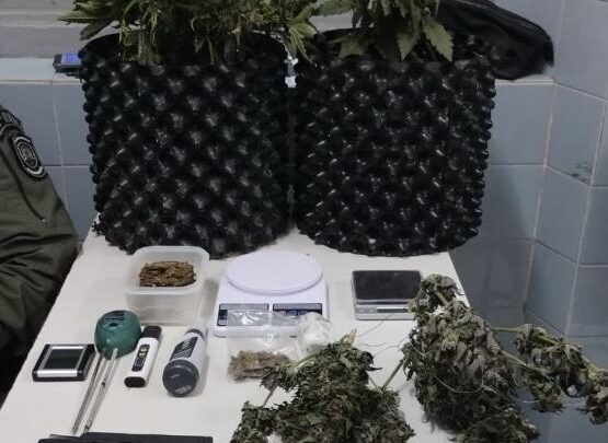 Homem que estava com pés de maconha e armas de fogo é preso