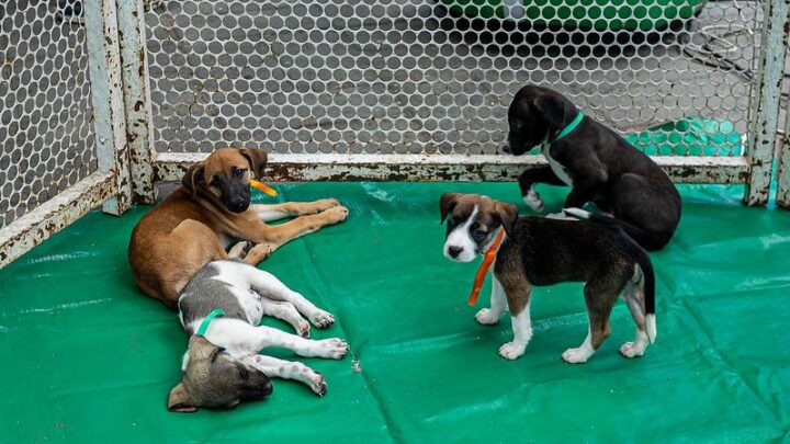 Cães e gatos para adoção, nestas quarta (15) e quinta-feira (16), no Marco Zero de Caruaru