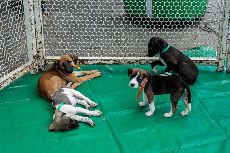 Cães e gatos para adoção, nestas quarta (15) e quinta-feira (16), no Marco Zero de Caruaru Cães e gatos para adoção, nestas quarta (15) e quinta-feira (16), no Marco Zero de Caruaru