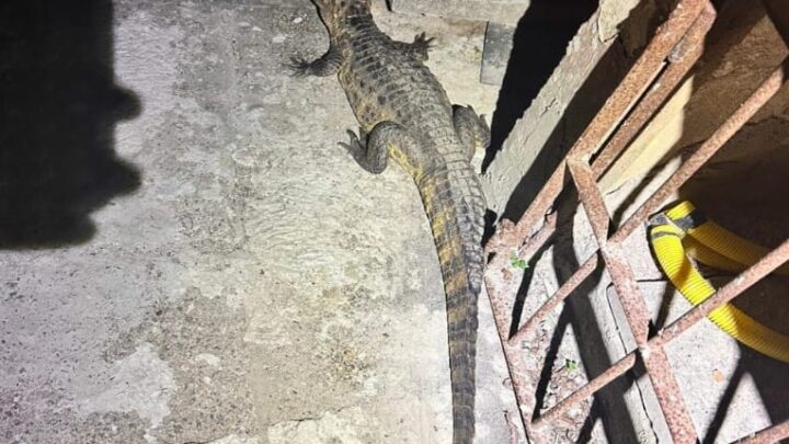 Cipoma resgata jacaré, jabuti e filhote de timbu, em três locais