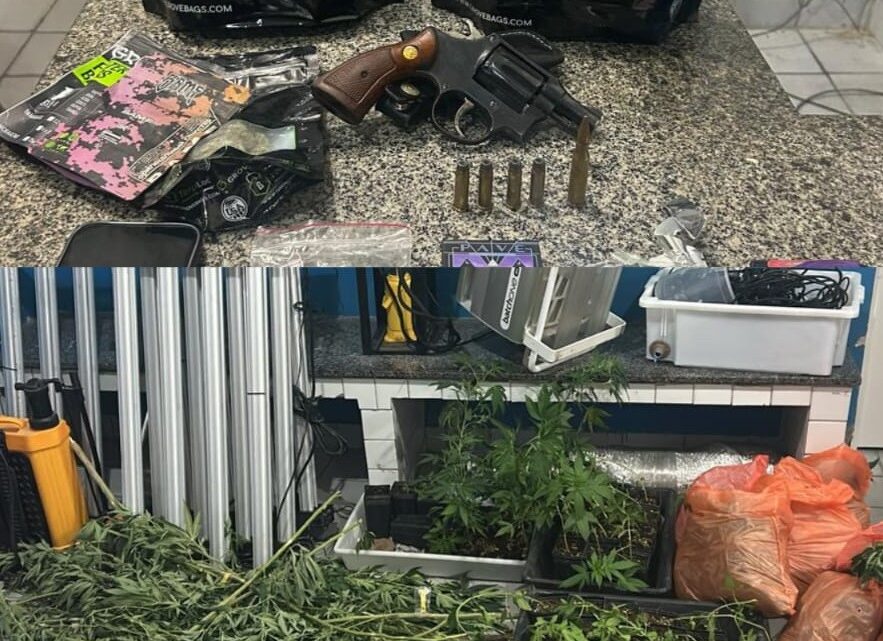 PM desativa duas estufas de maconha em Gravatá