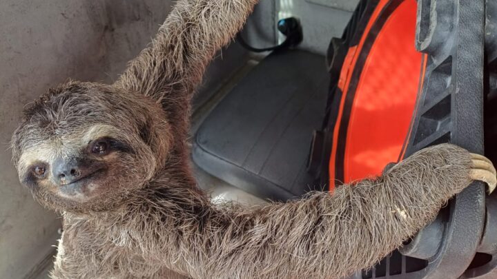 Bicho-preguiça e gavião são resgatados na BR 232