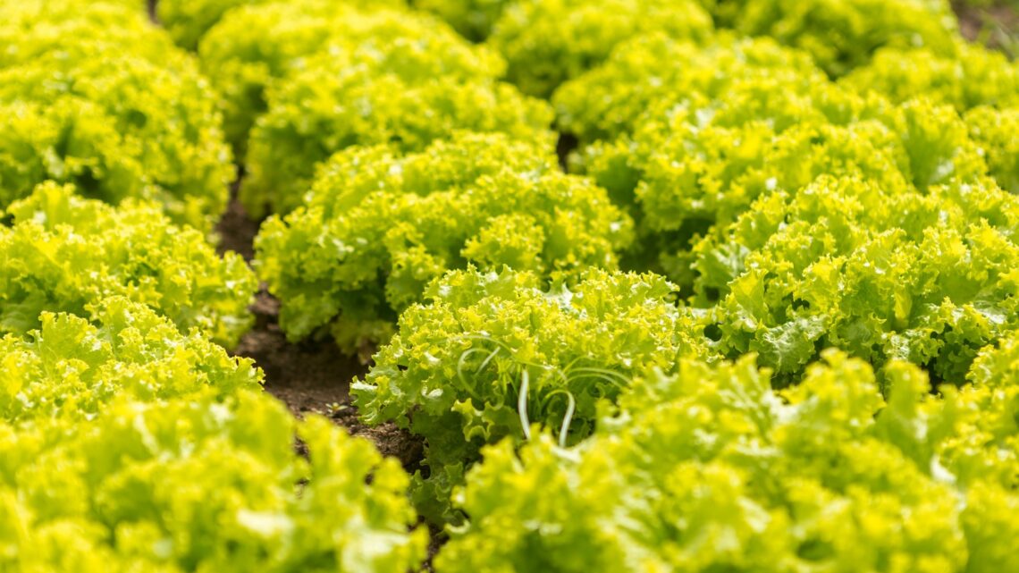 Caruaru é a única cidade do Nordeste selecionada em projeto do PNAE Agroecológico Caruaru é a única cidade do Nordeste selecionada em projeto do PNAE Agroecológico