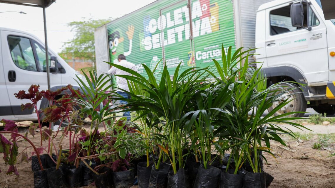 Mudas de plantas serão distribuídas gratuitamente neste sábado no “Estação Mulher” em Caruaru