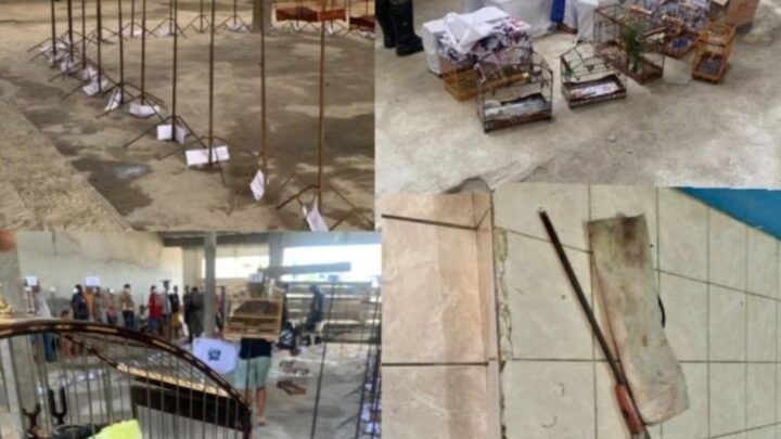 Ação policial apreende arma e mais de 30 aves, e prende várias pessoas