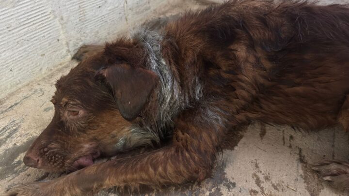 Cachorro com sinais de maus-tratos entra em Delegacia da PRF e é resgatado
