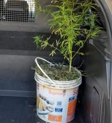 PM recebe denúncia pelo WhatsApp sobre plantio de cannabis em quintal