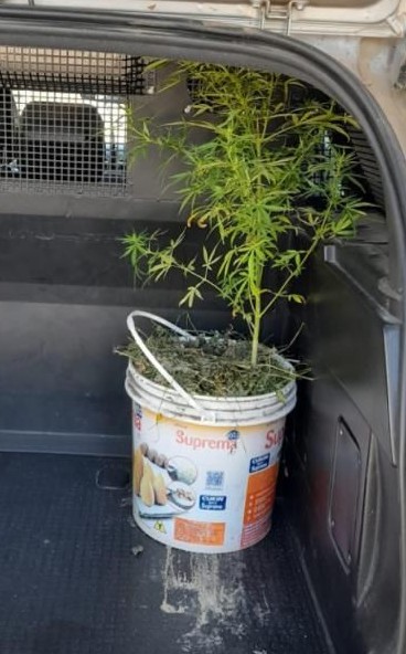 PM recebe denúncia pelo WhatsApp sobre plantio de cannabis em quintal PM recebe denúncia pelo WhatsApp sobre plantio de cannabis em quintal