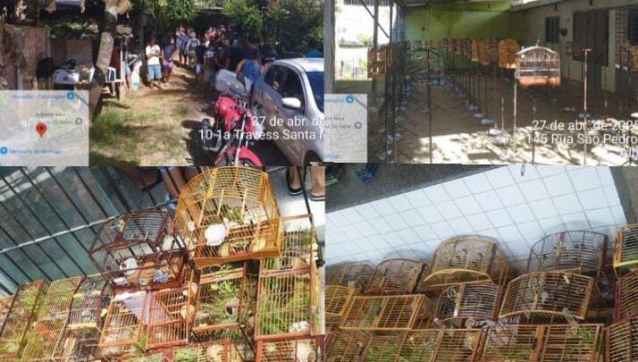 Cipoma detém 21 pessoas e apreende 48 aves silvestres