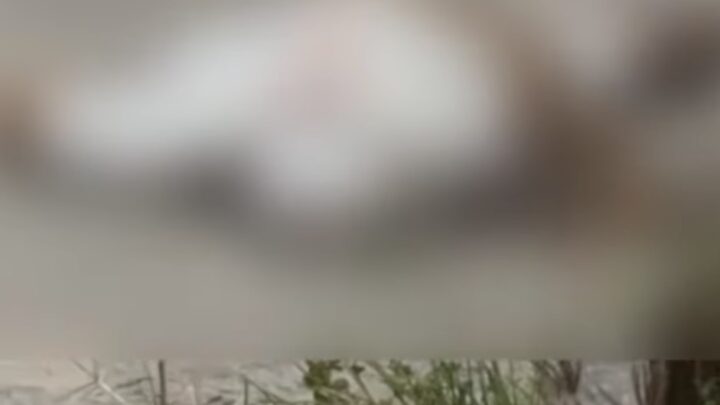 Homem é assassinado a tiros, após sair de espetinho, a caminho de casa, em Caruaru