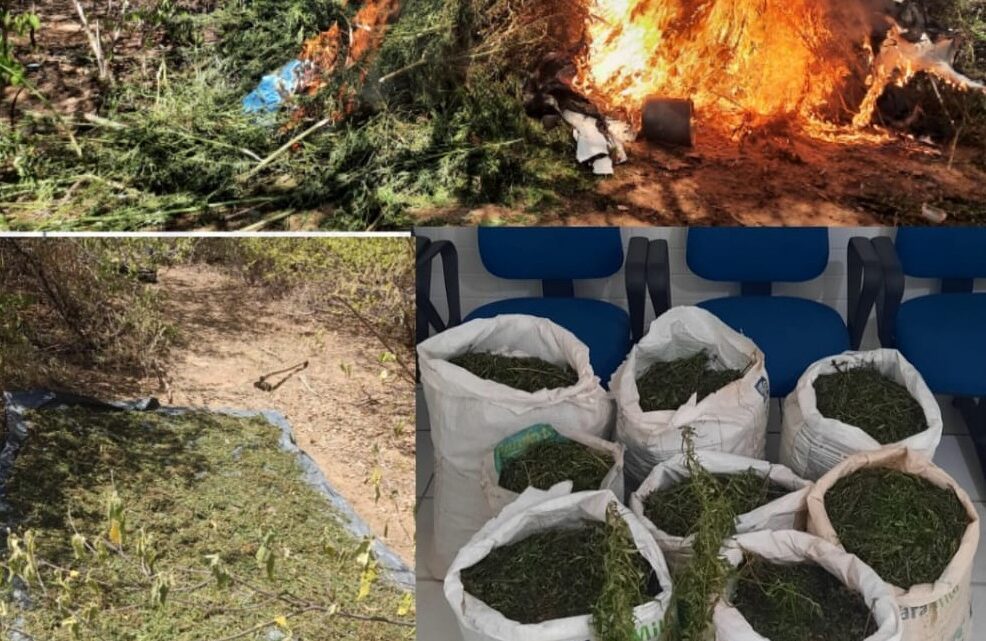 Plantação de maconha é localizada e incinerada