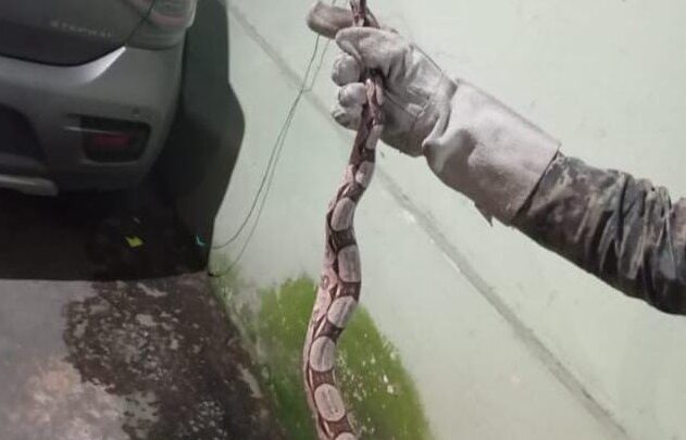 PM resgata jiboia em área residencial