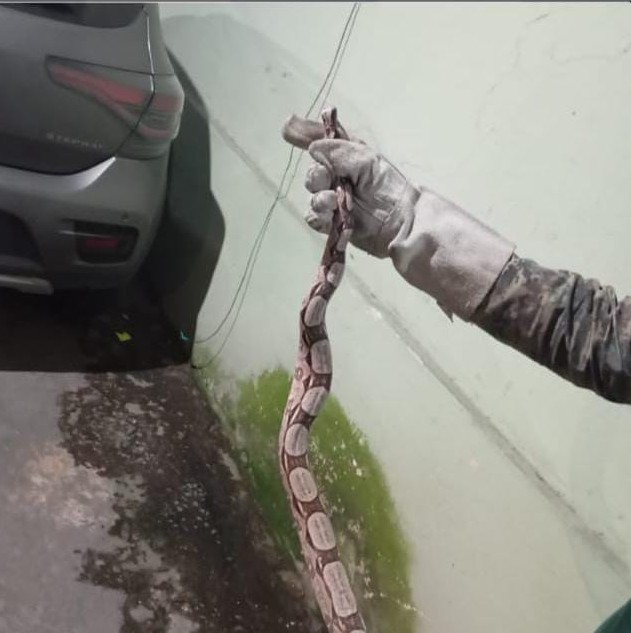 PM resgata jiboia em área residencial PM resgata jiboia em área residencial