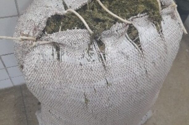 PM apreende 15kg de maconha na zona rural