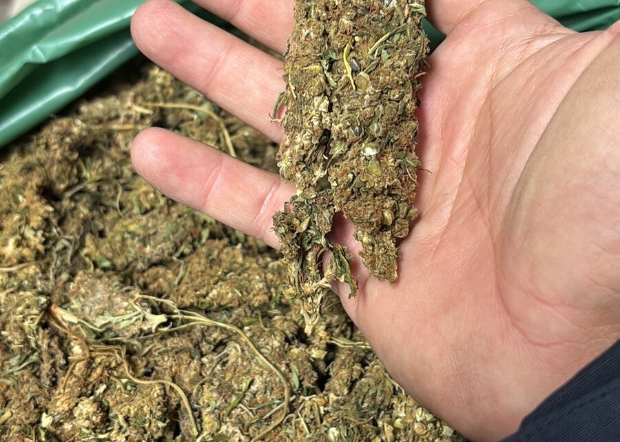 Motorista é detido com maconha dentro de carro roubado na BR 232 Motorista é detido com maconha dentro de carro roubado na BR 232