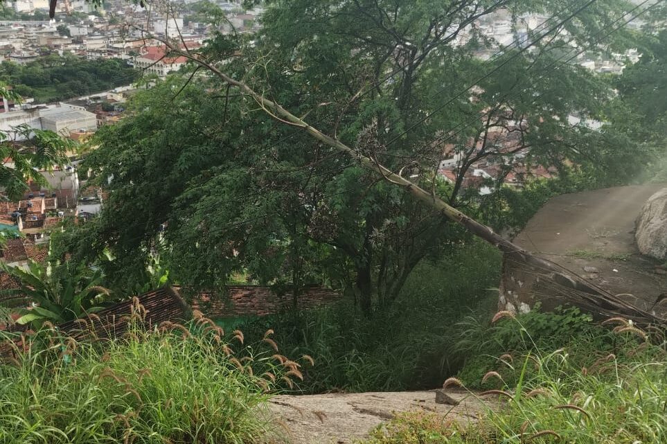 Prefeitura de Caruaru intensifica ações para prevenir queda de árvores e promover arborização sustentável