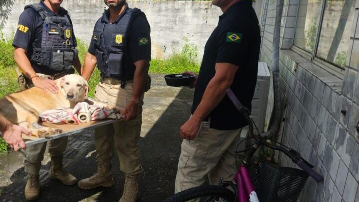 Cadela abandonada é resgatada pela PRF