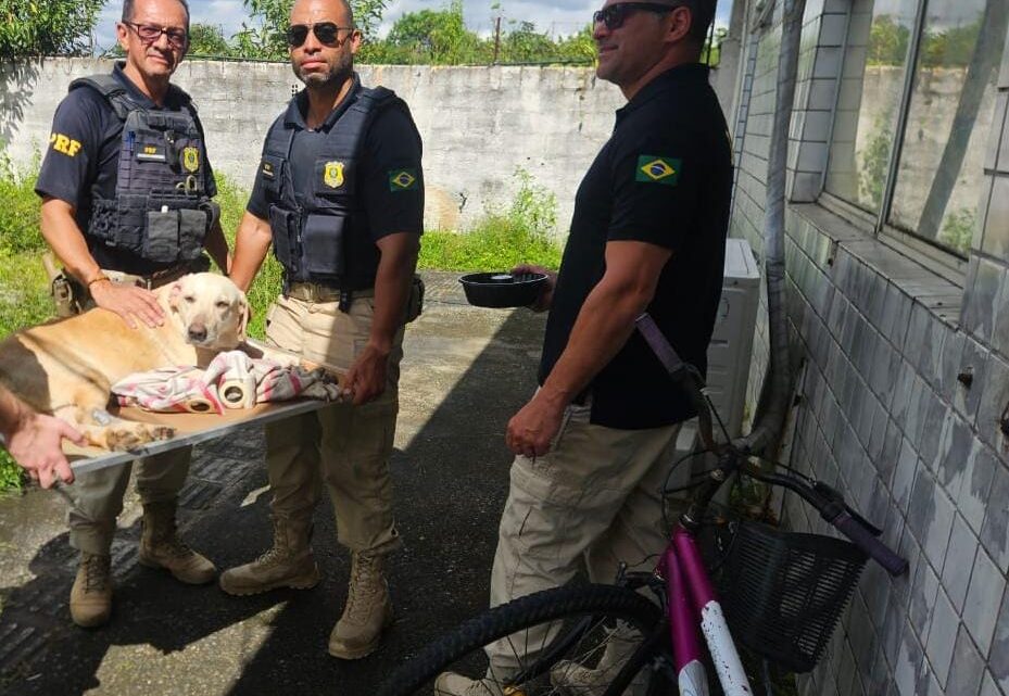 Cadela abandonada é resgatada pela PRF