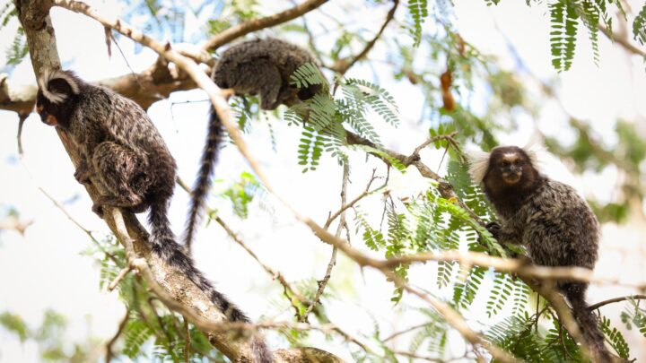 Alerta sobre os riscos de alimentar animais silvestres nos parques ambientais