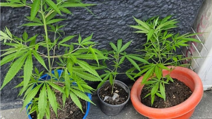 Cultivo doméstico de maconha é debelado em Lajedo