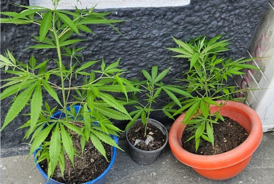 Cultivo doméstico de maconha é debelado em Lajedo