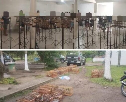 Torneio ilegal de canto termina com dezenas de aves silvestres apreendidas