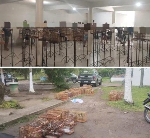 Torneio ilegal de canto termina com dezenas de aves silvestres apreendidas