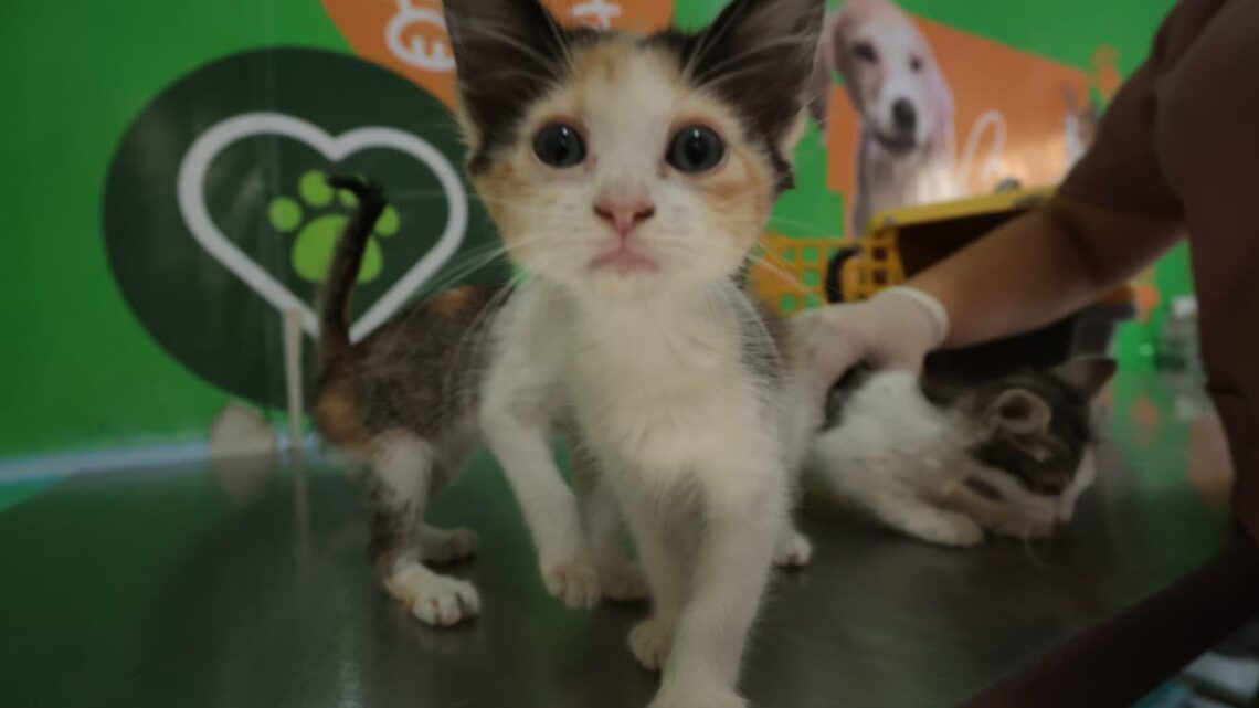 Campanha de Vacinação Antirrábica será realizada neste sábado (1º) Campanha de Vacinação Antirrábica será realizada neste sábado (1º)