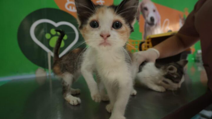 Campanha de Vacinação Antirrábica será realizada neste sábado (1º)