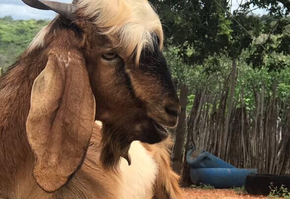 Novembro é mês atualizar o cadastro dos rebanhos e propriedades na Adagro