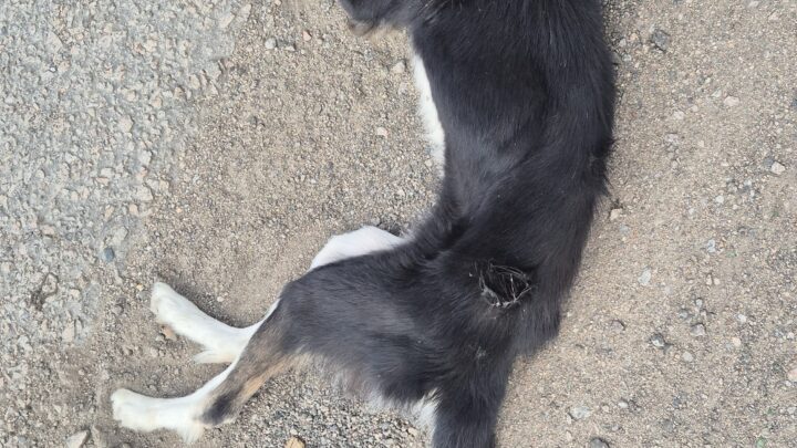 Cadela com sinais de maus-tratos: debilitada e com corrente presa no pescoço é resgatada