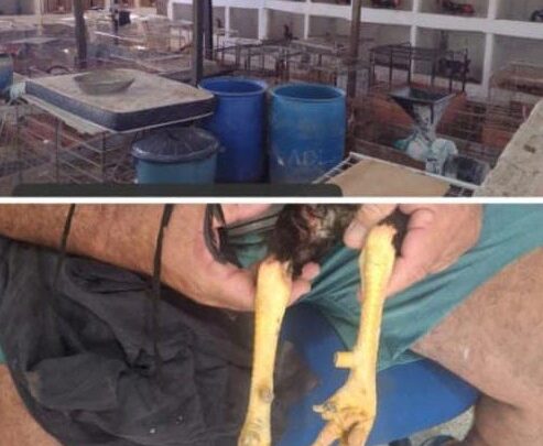 BPA resgata 55 galos de criatório Ilegal