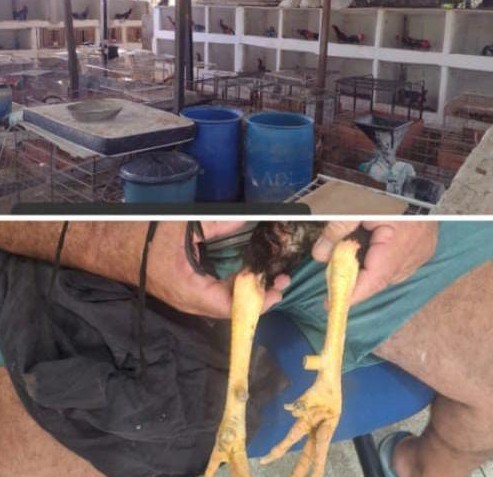 BPA resgata 55 galos de criatório Ilegal