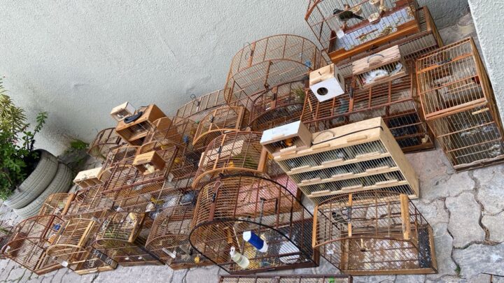 Mais de 70 aves silvestres são apreendidas em ação de fiscalização