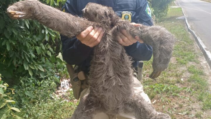 Bicho-preguiça é resgatado na BR 232