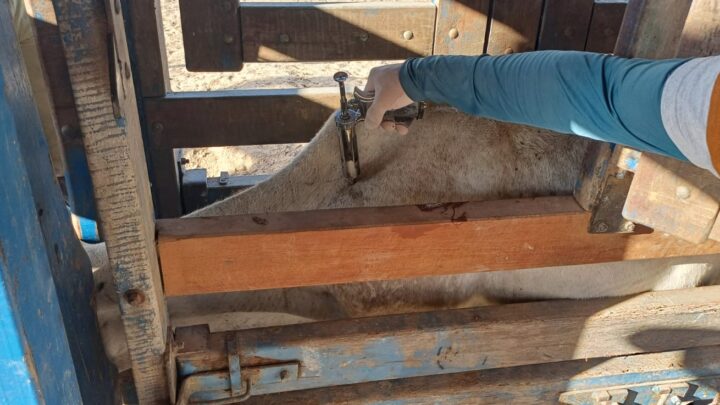 Produtores rurais de PE têm até 02 de janeiro de 2026 para declarar vacinação contra brucelose