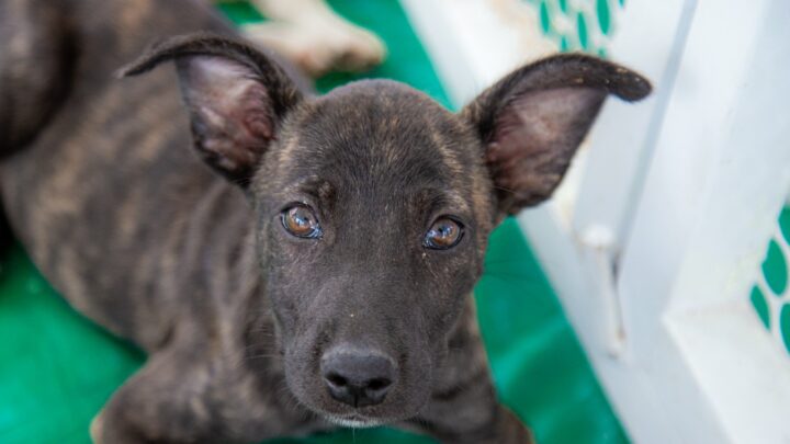 Caruaru vai promover Pet Day com serviços gratuitos para para cães e gatos