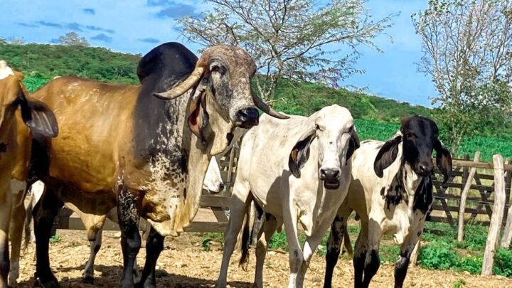 Termina dia 31 de dezembro o prazo para o produtor fazer a atualização cadastral na Adagro